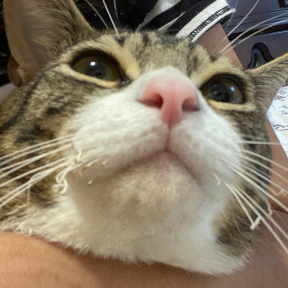 Meet your Posher, Paola - Picture 1 of 1